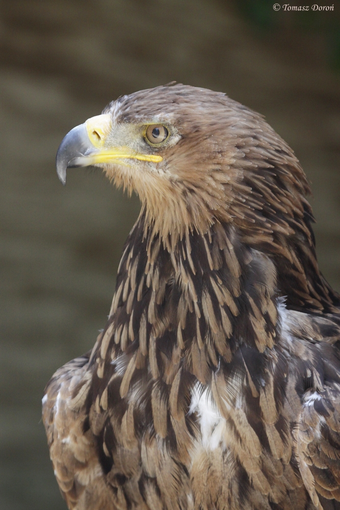 North African Tawny Eagle (Aquila rapax belisarius)