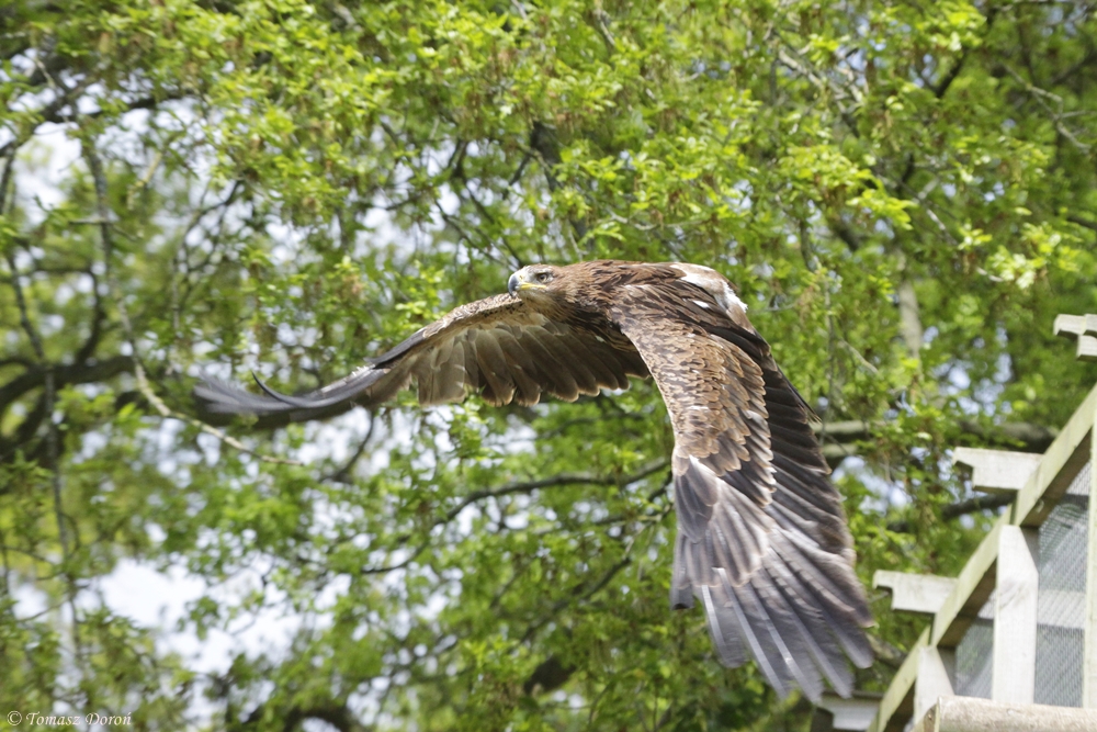 North African Tawny Eagle (Aquila rapax belisarius)