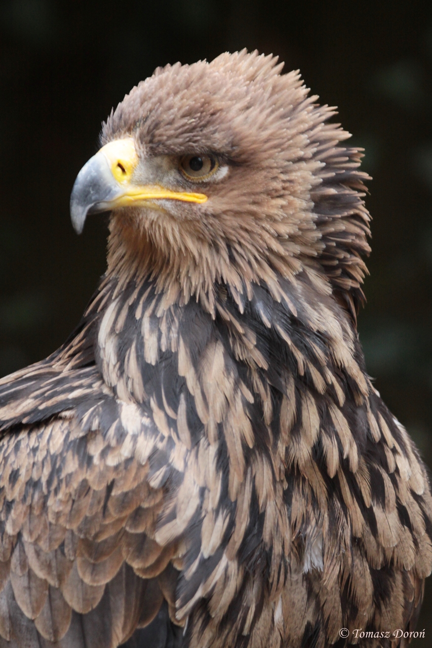 North African Tawny Eagle (Aquila rapax belisarius)