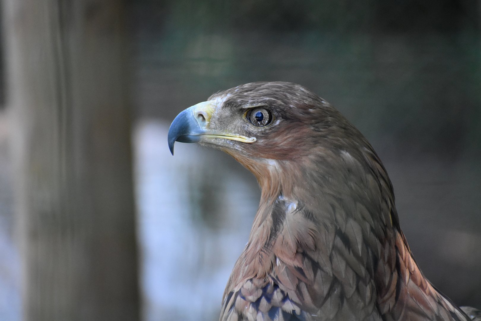 North-african Tawny Eagle - Aquila rapax belisarius