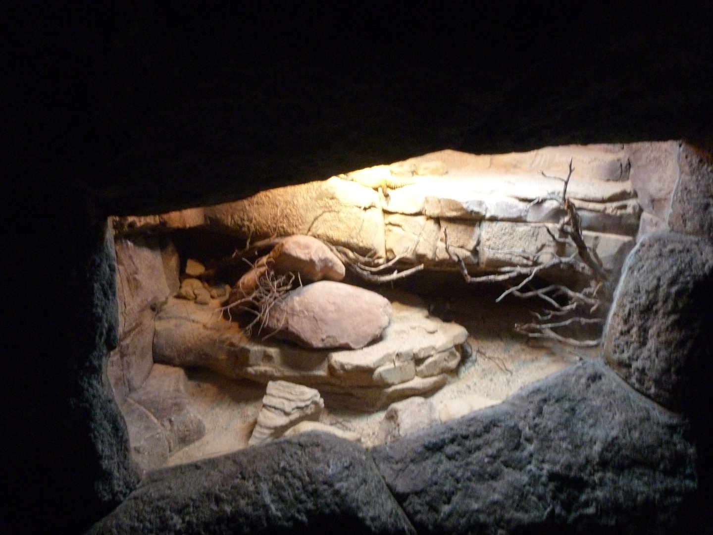 North African uromastyx exhibit -Faunia (2025)