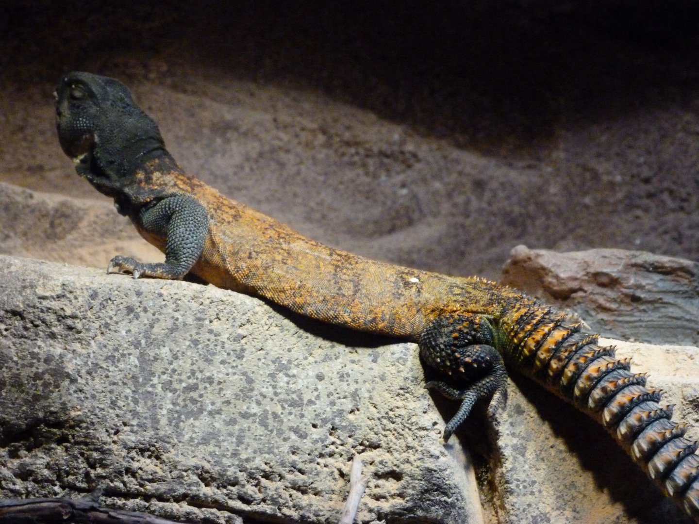 North African uromastyx -Faunia (2025)