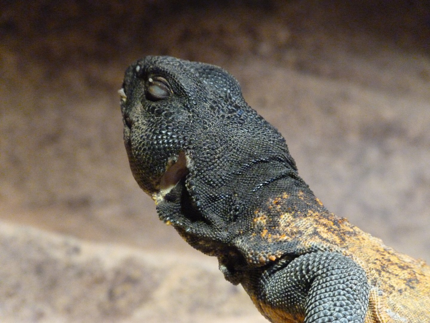 North African uromastyx -Faunia (2025)