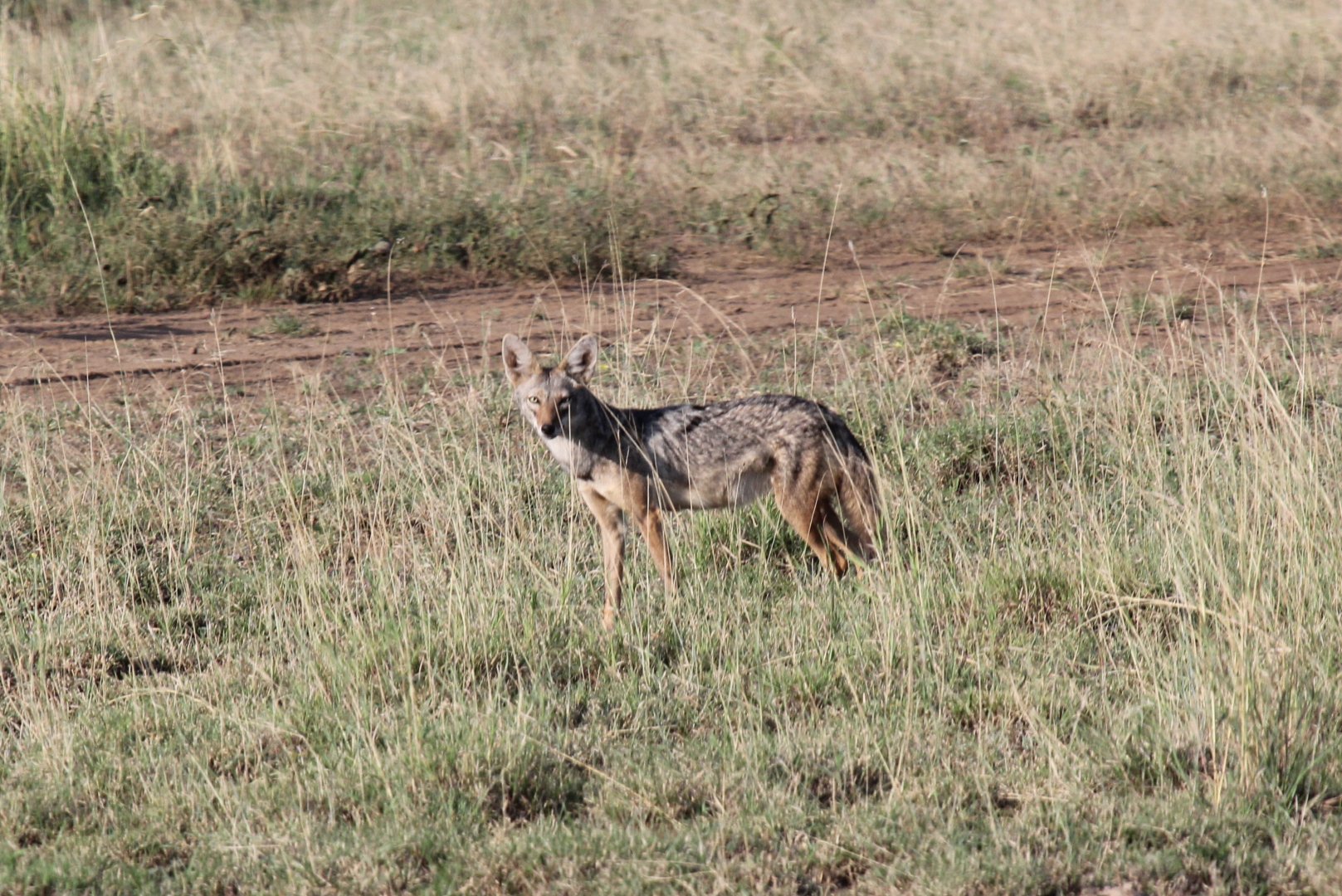 North African Wolf (Canis anthus lupaster)