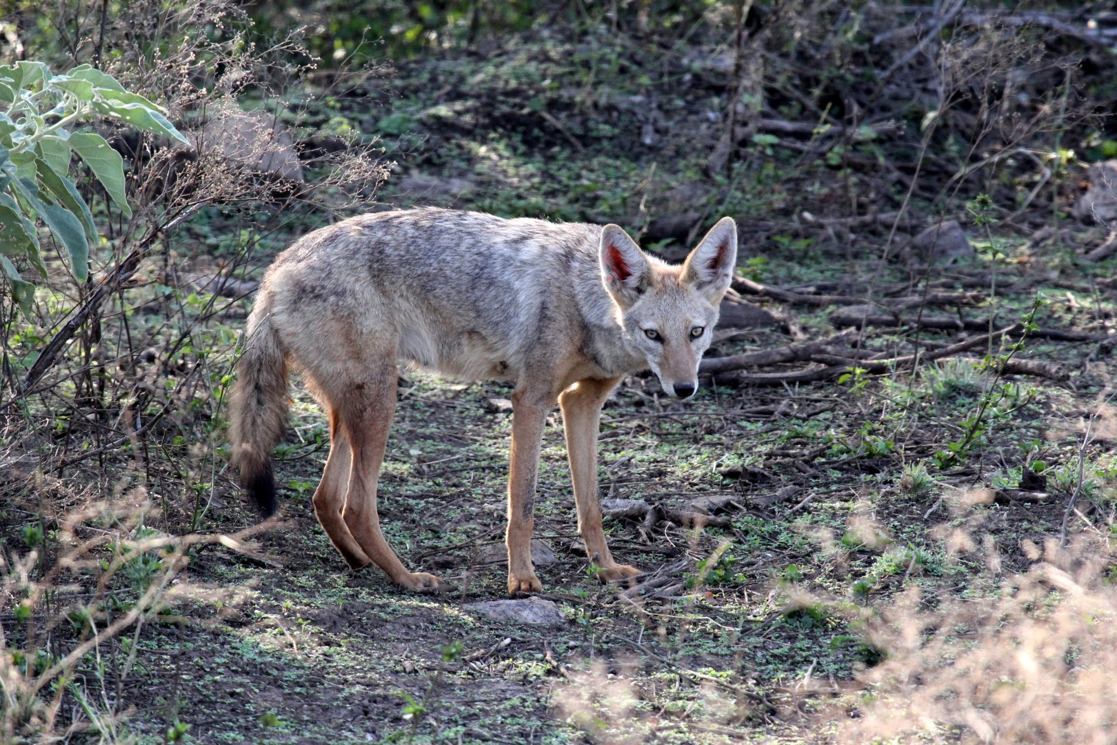 North African Wolf (Canis anthus lupaster)