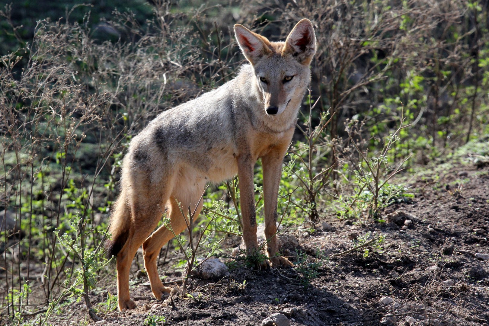 North African Wolf (Canis anthus lupaster)