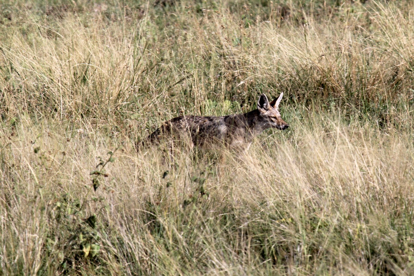 North African Wolf (Canis anthus lupaster)