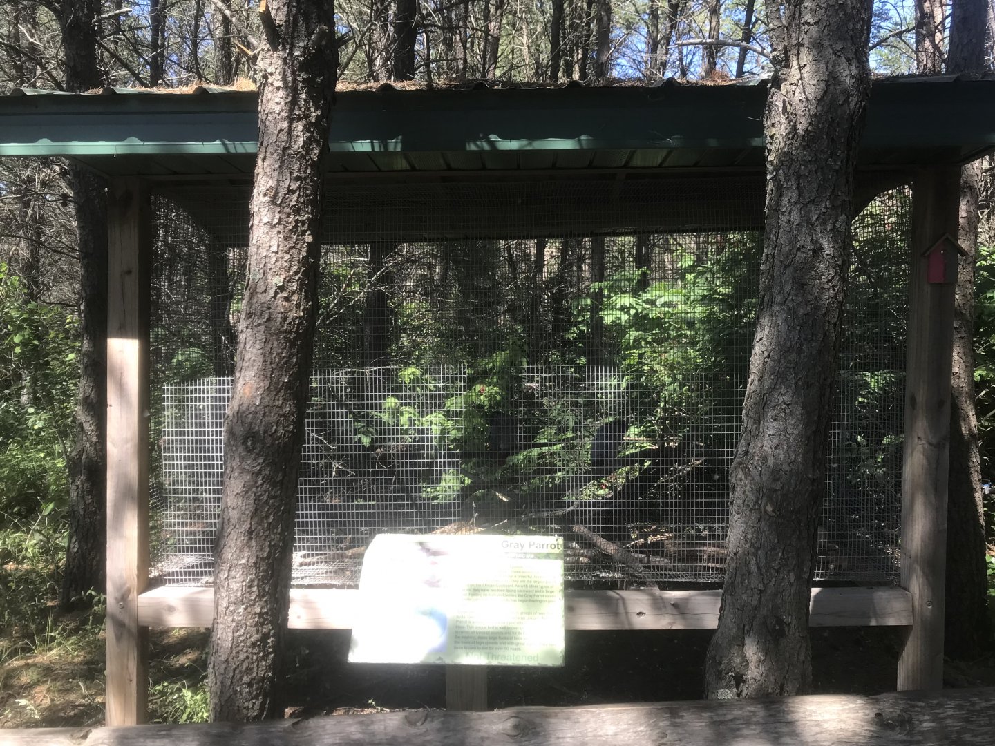 “North America” - African Grey Parrot Exhibit