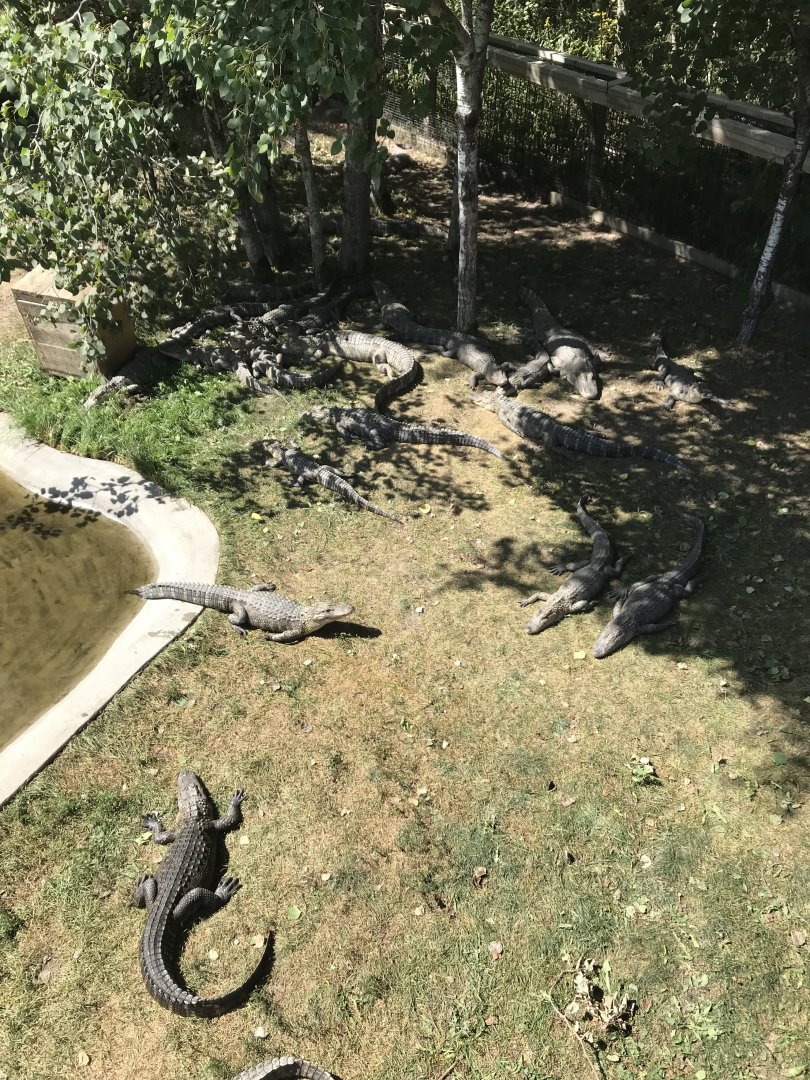 “North America”- American alligator exhibit