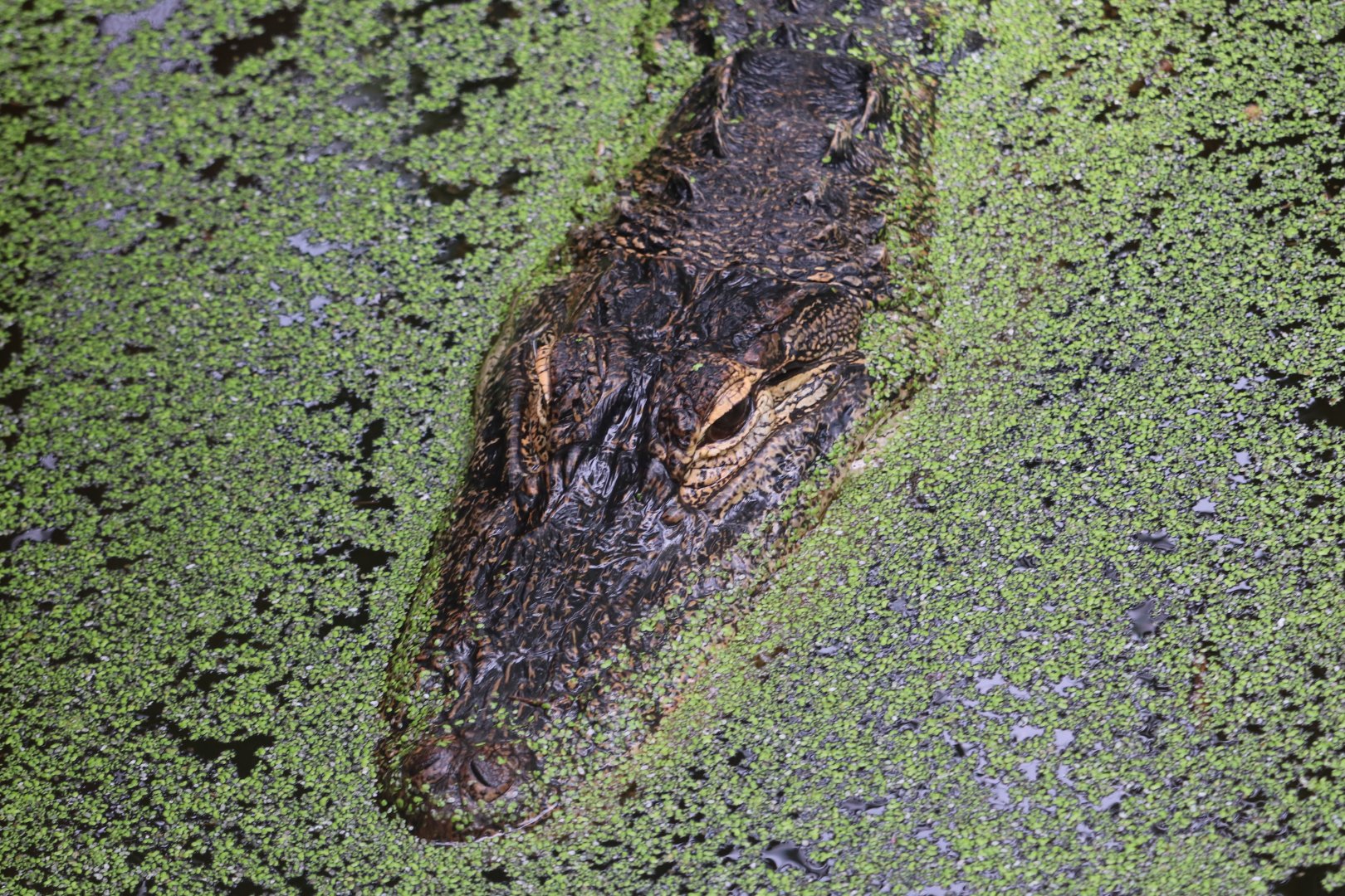 North America - American Alligator