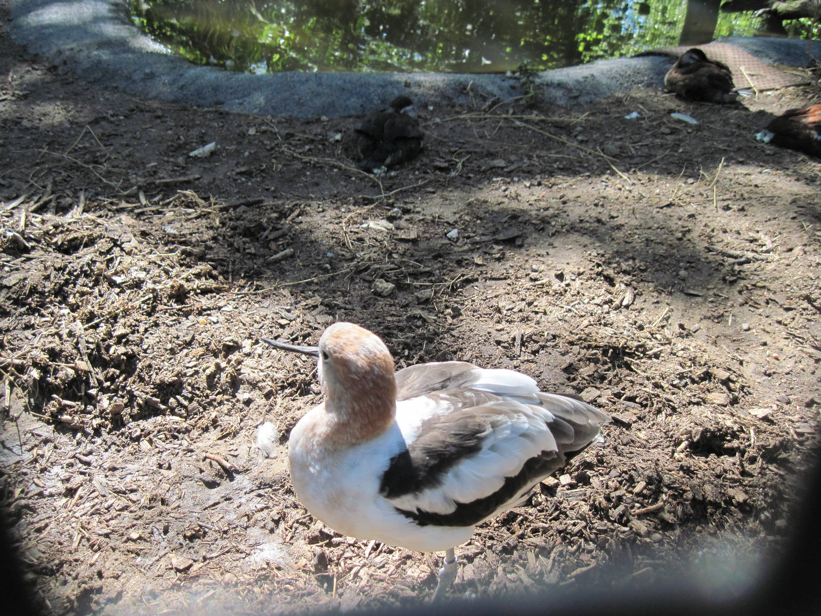 North America-American Avocet