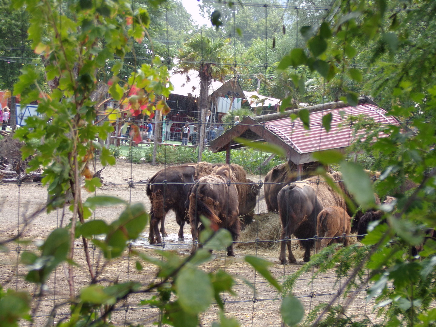 North America- American bison 13.7.23