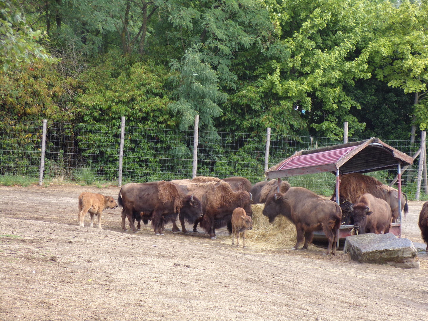 North America- American bison 13.7.23