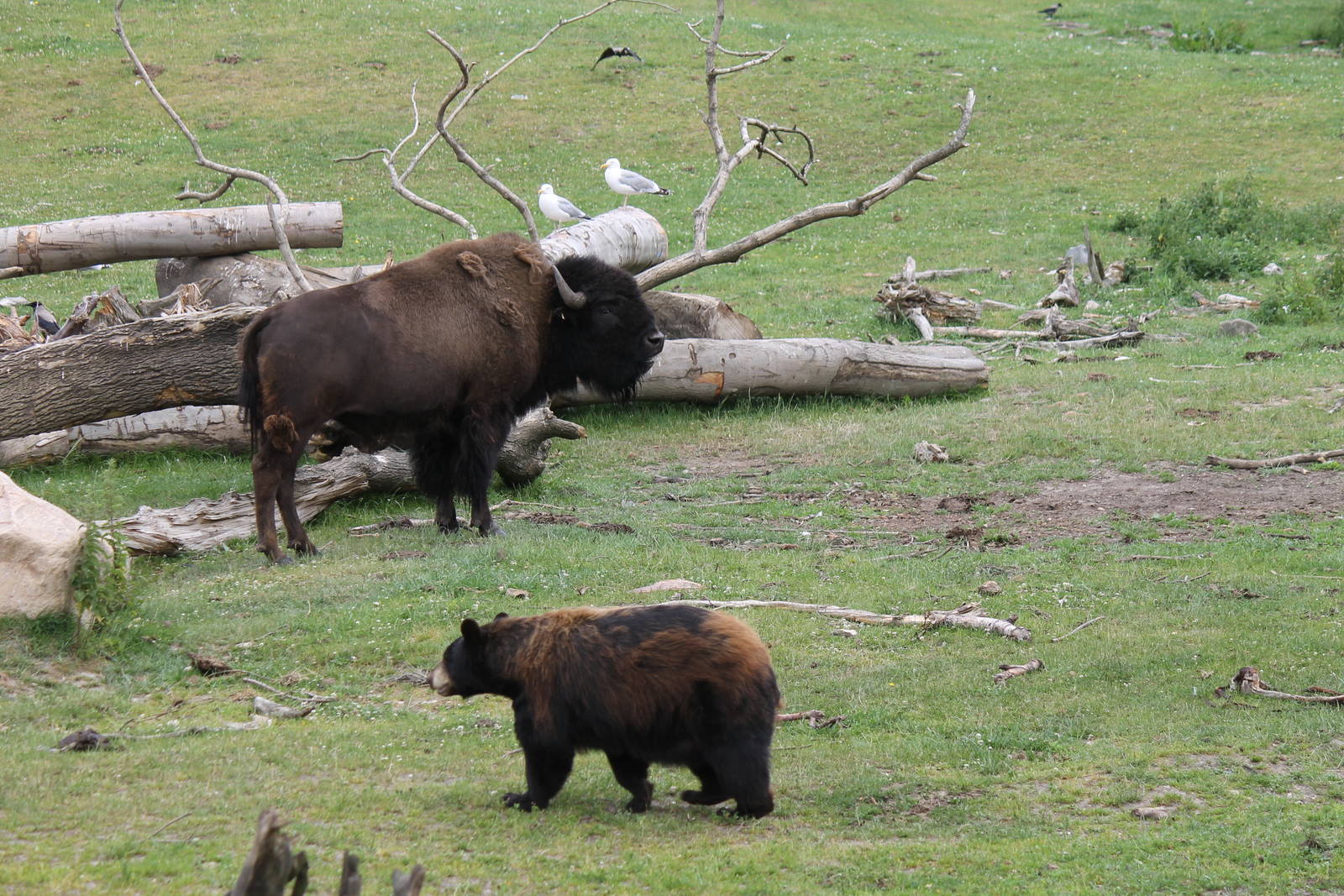 North-America - American bison and American black bear