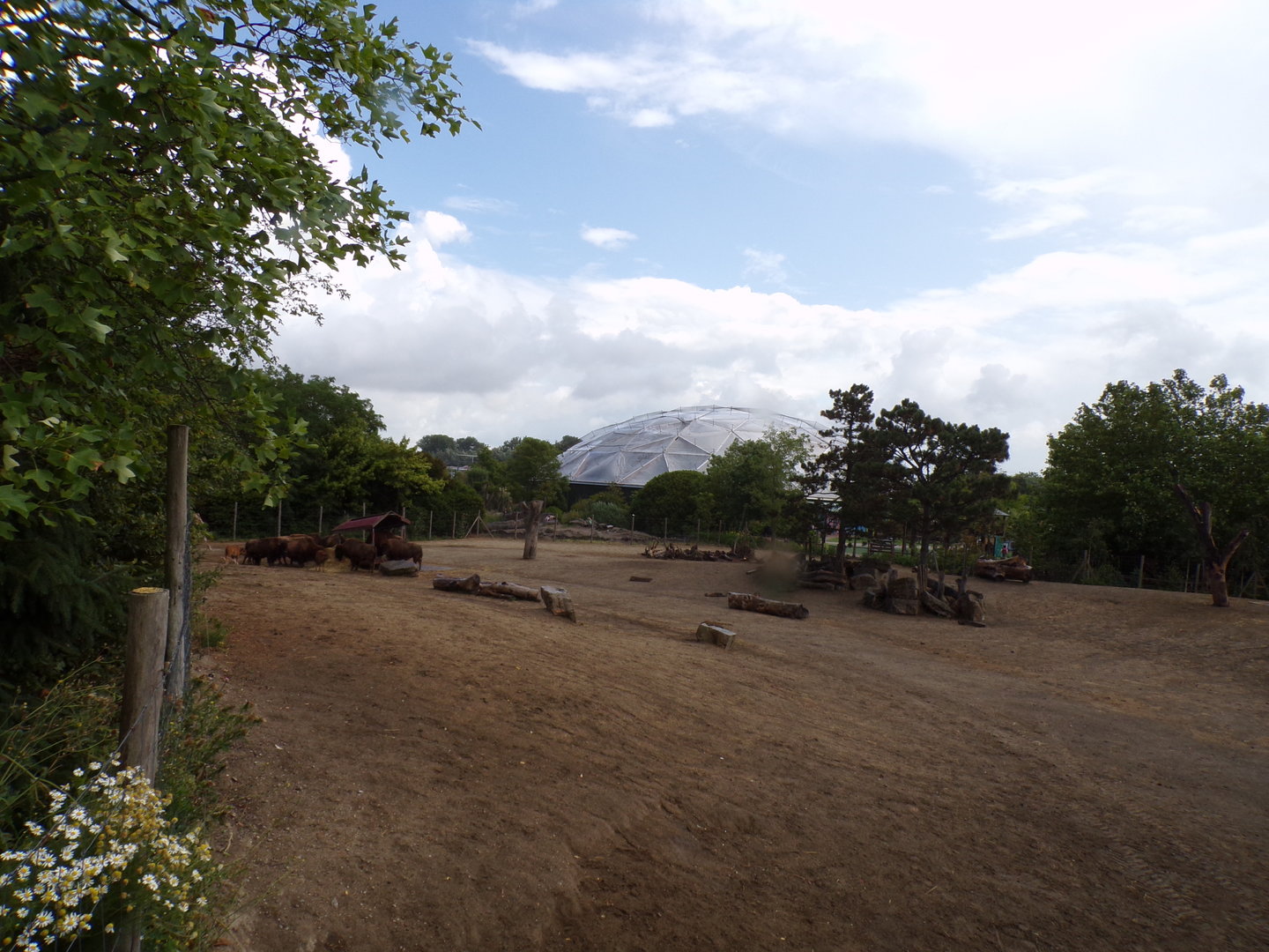 North America- American Bison enclosure 13.7.23