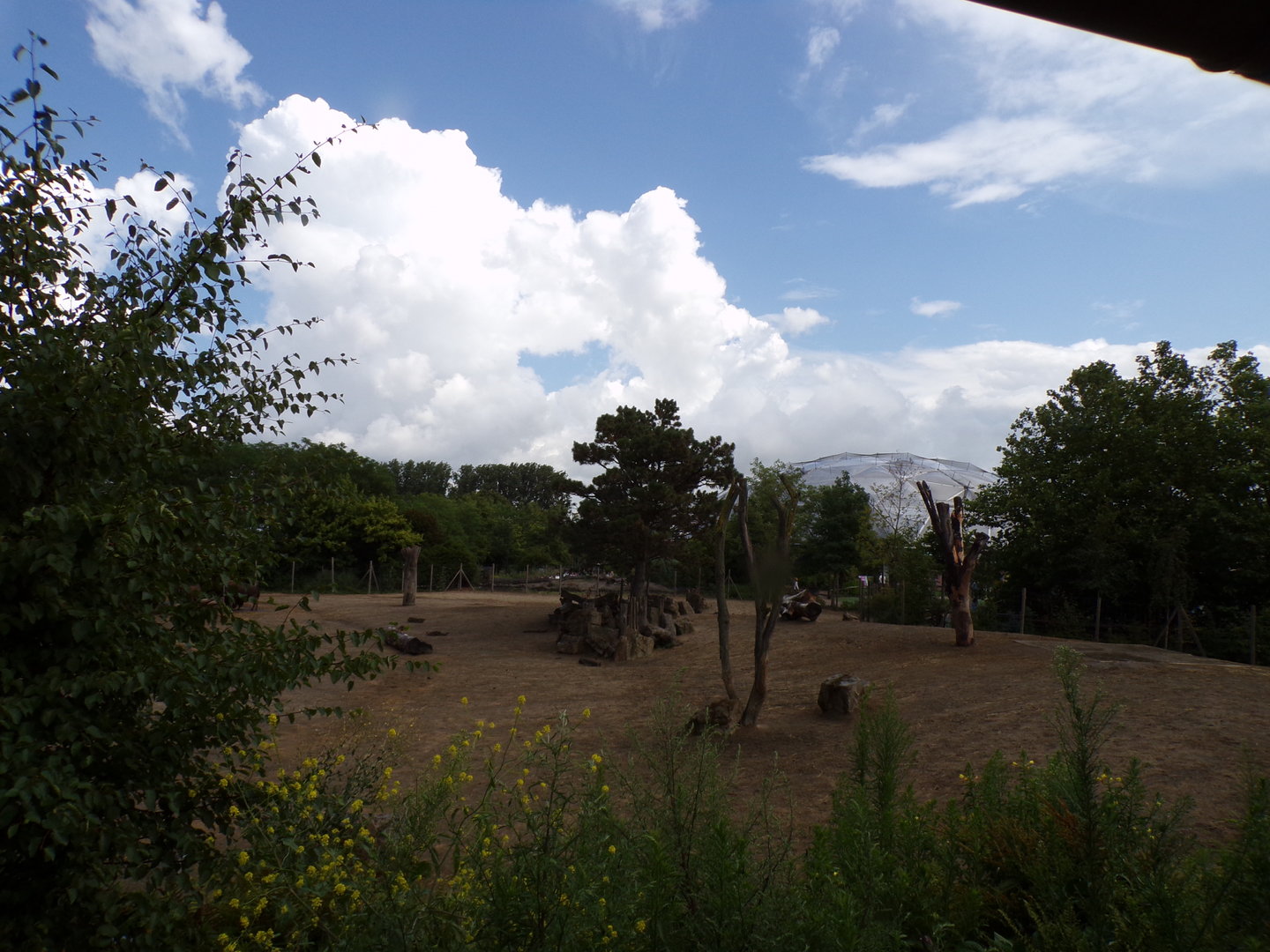North America- American bison enclosure 13.7.23
