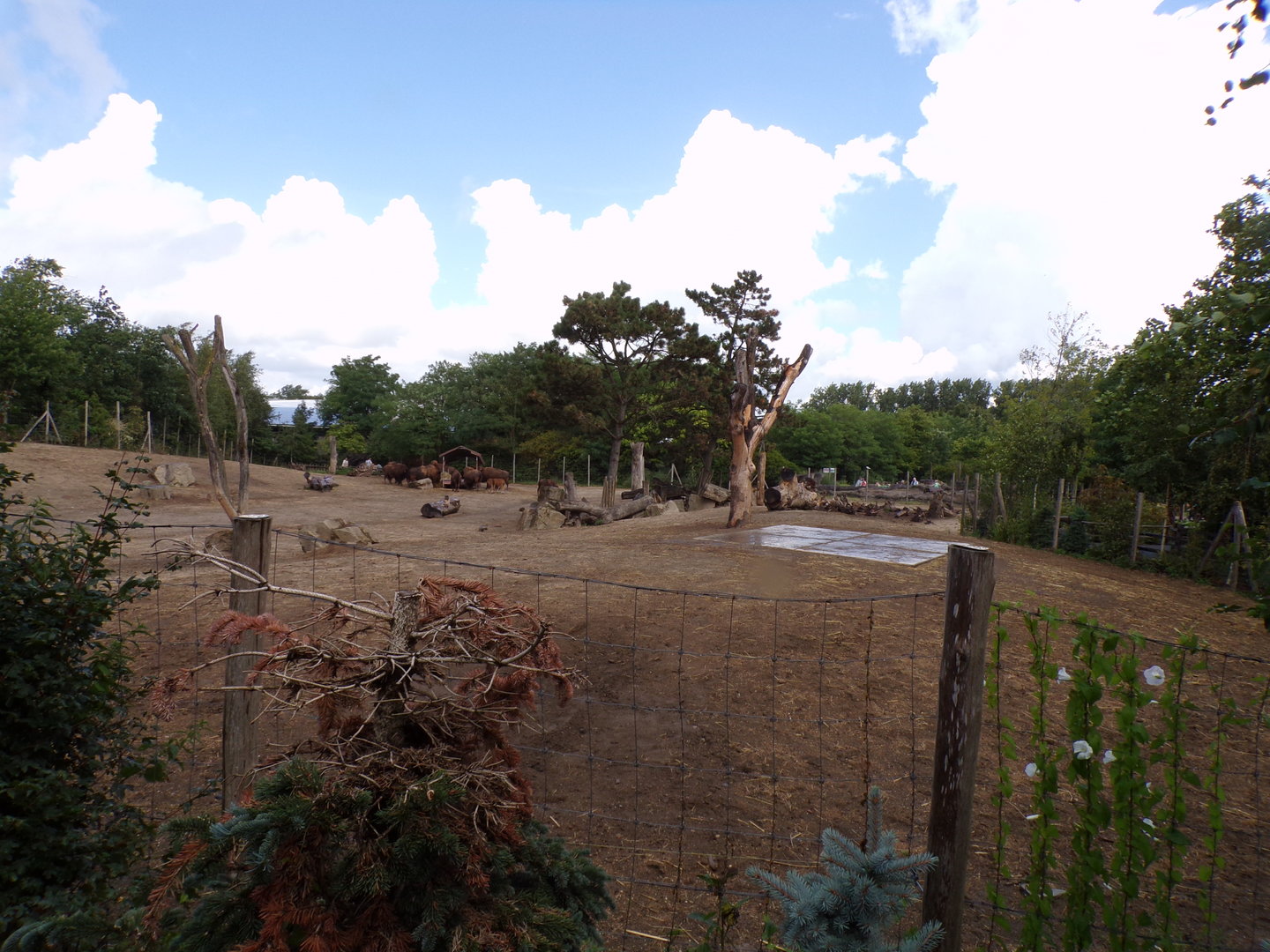 North America- American bison enclosure 13.7.23
