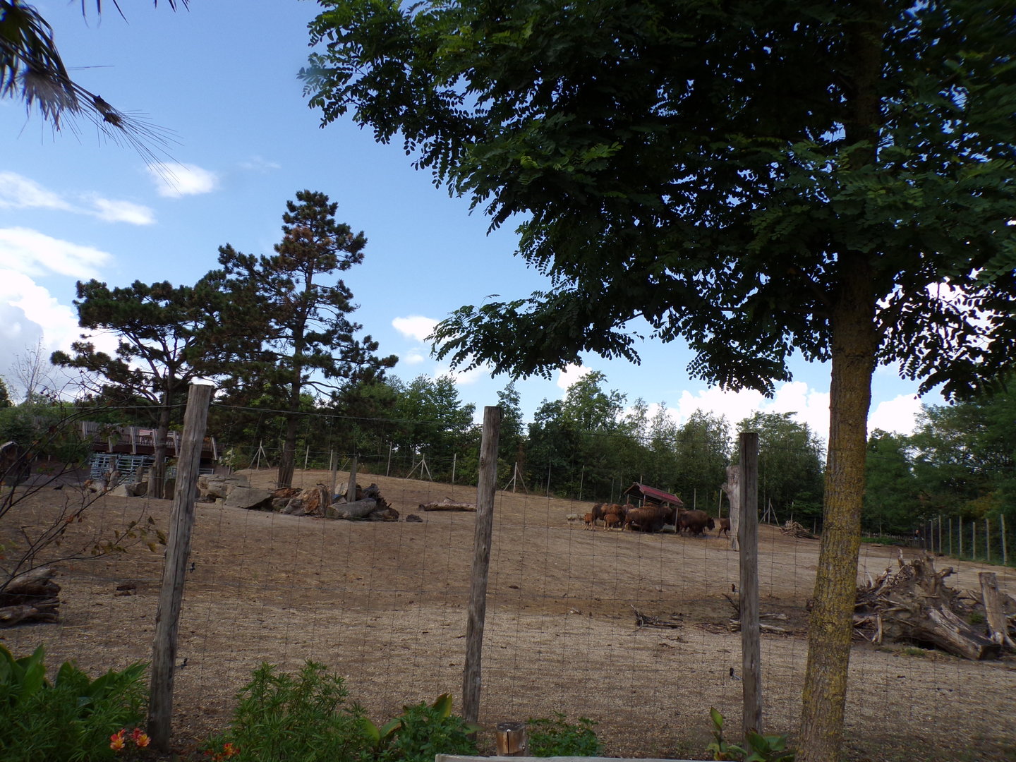 North America- American bison enclosure 13.7.23