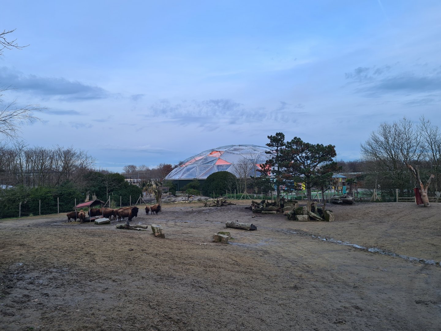 North America - American bison enclosure