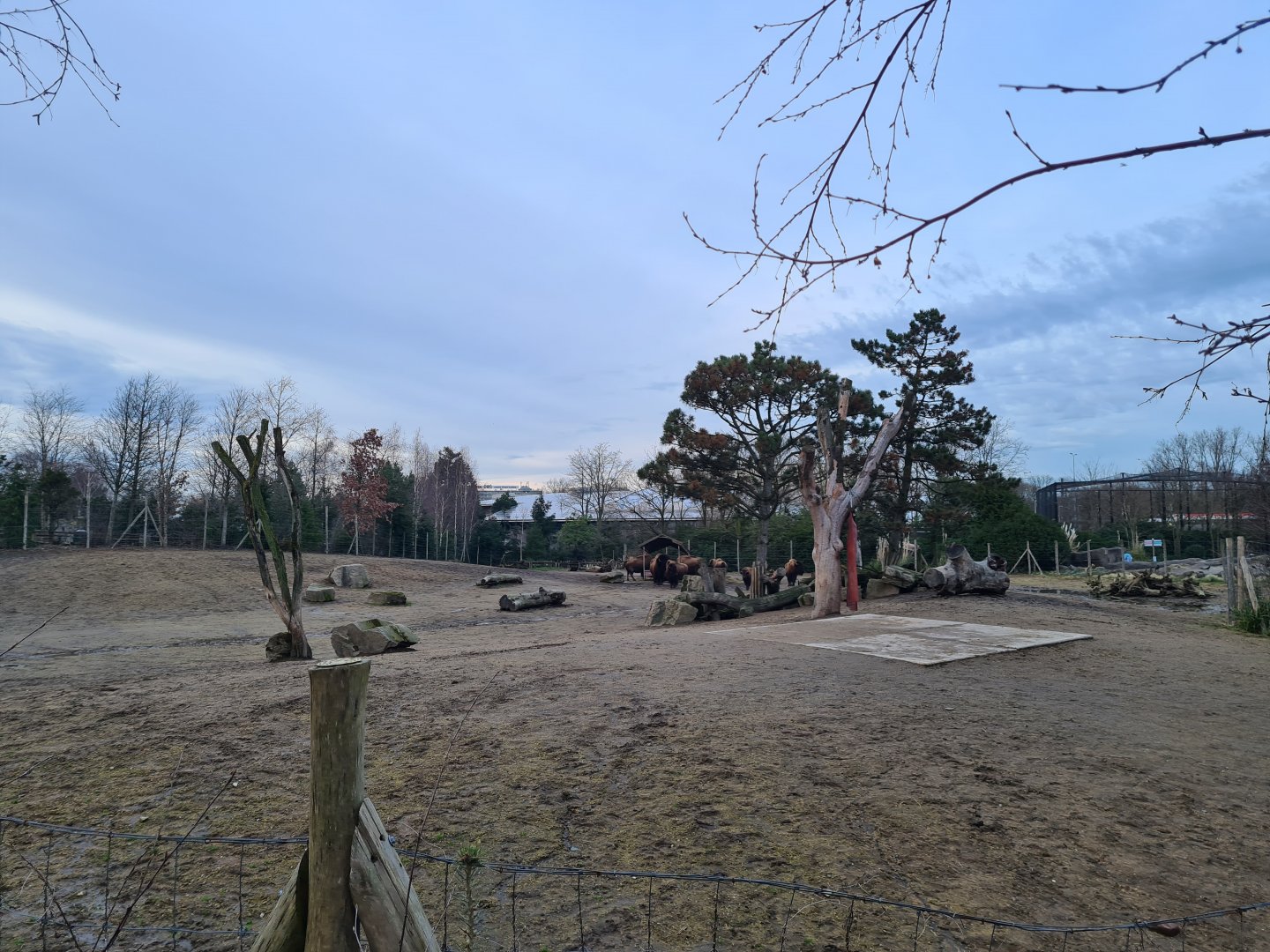 North America - American bison enclosure