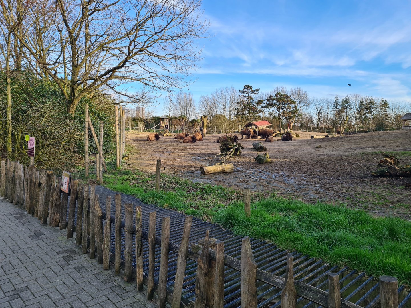 North America - American bison enclosure