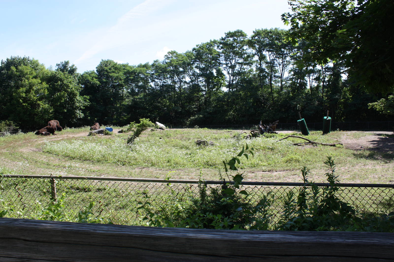 North America- American Bison Exhibit