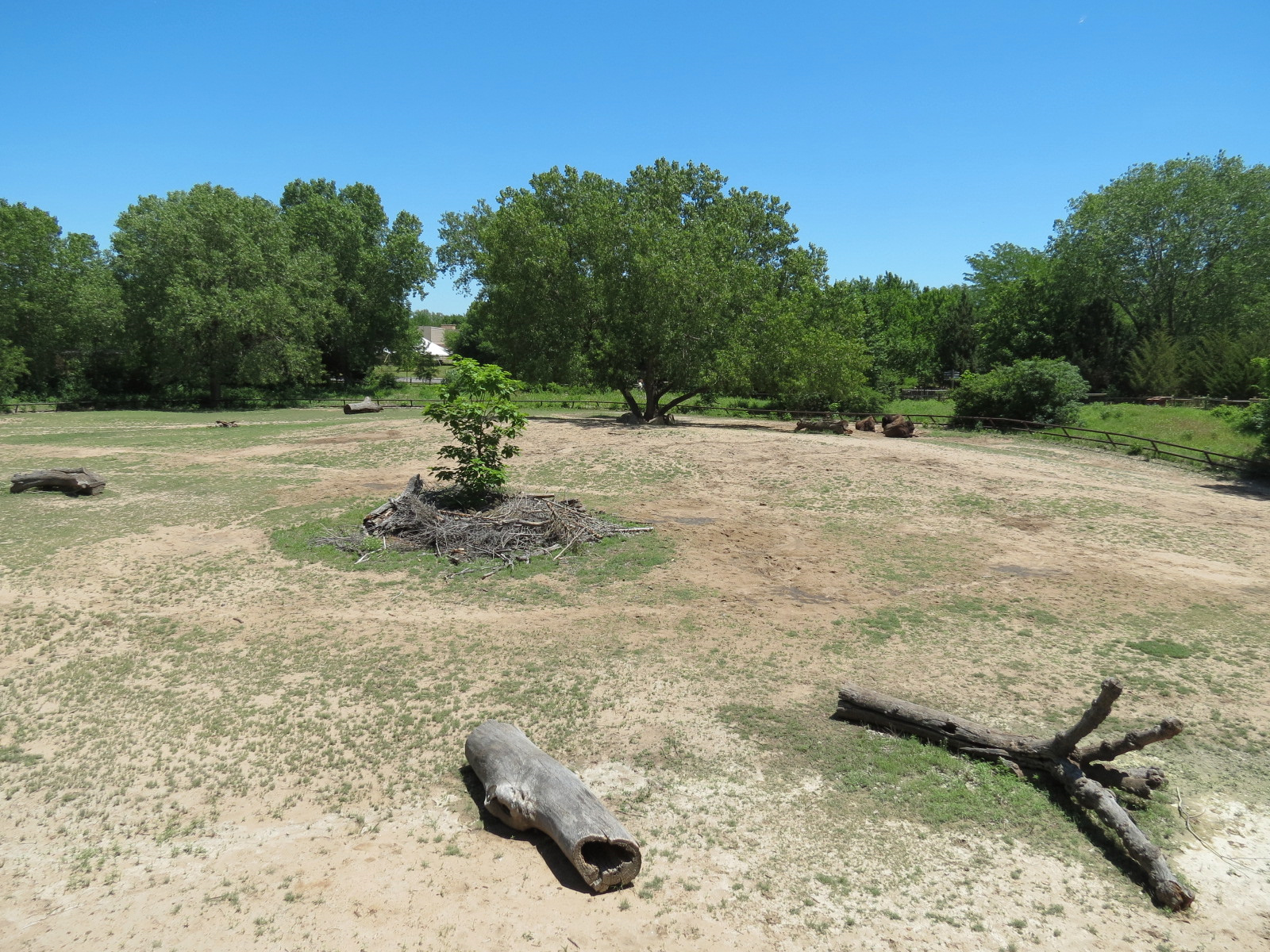North America - American Bison Exhibit