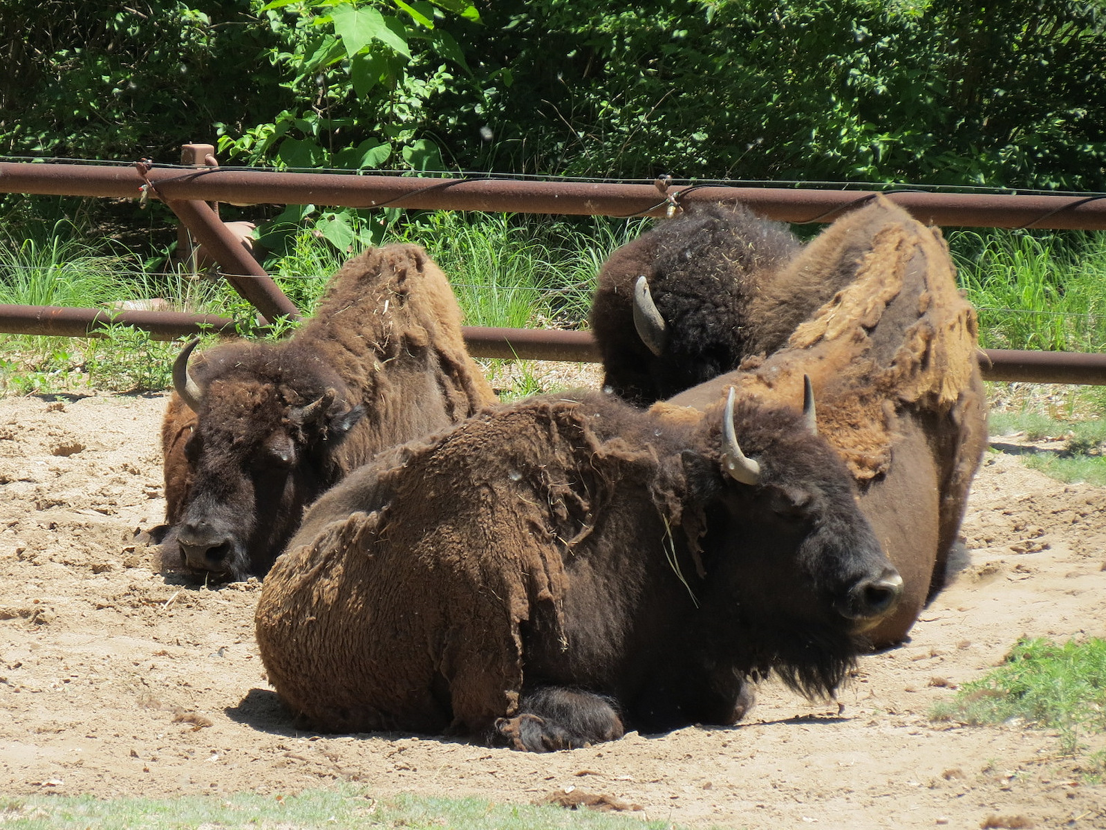 North America - American Bison Exhibit