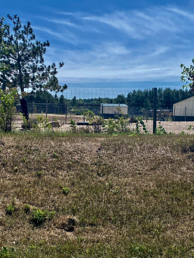“North America”- American bison exhibit