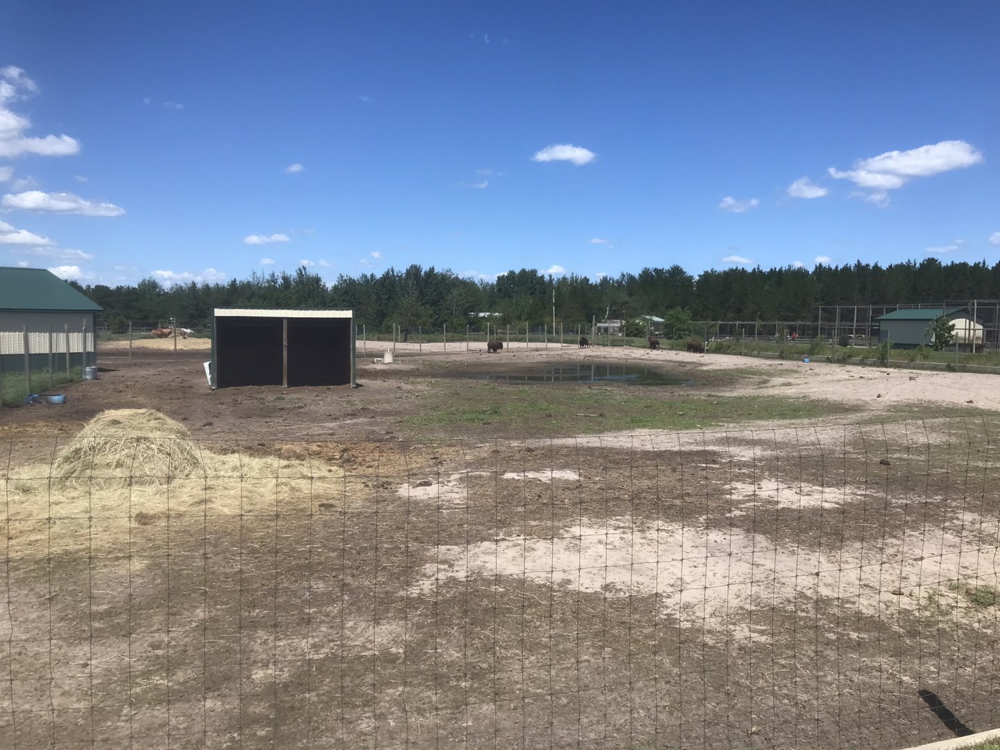 “North America” - American Bison Exhibit