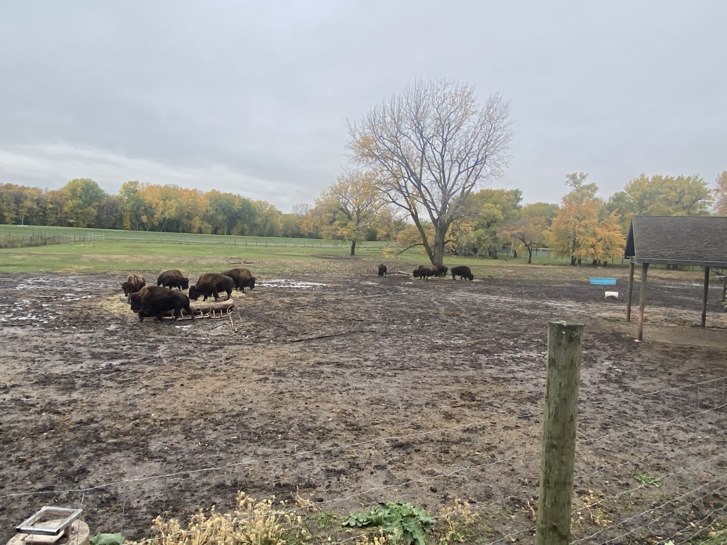 North America - American Bison/Mule Deer/Sandhill Crane Exhibit