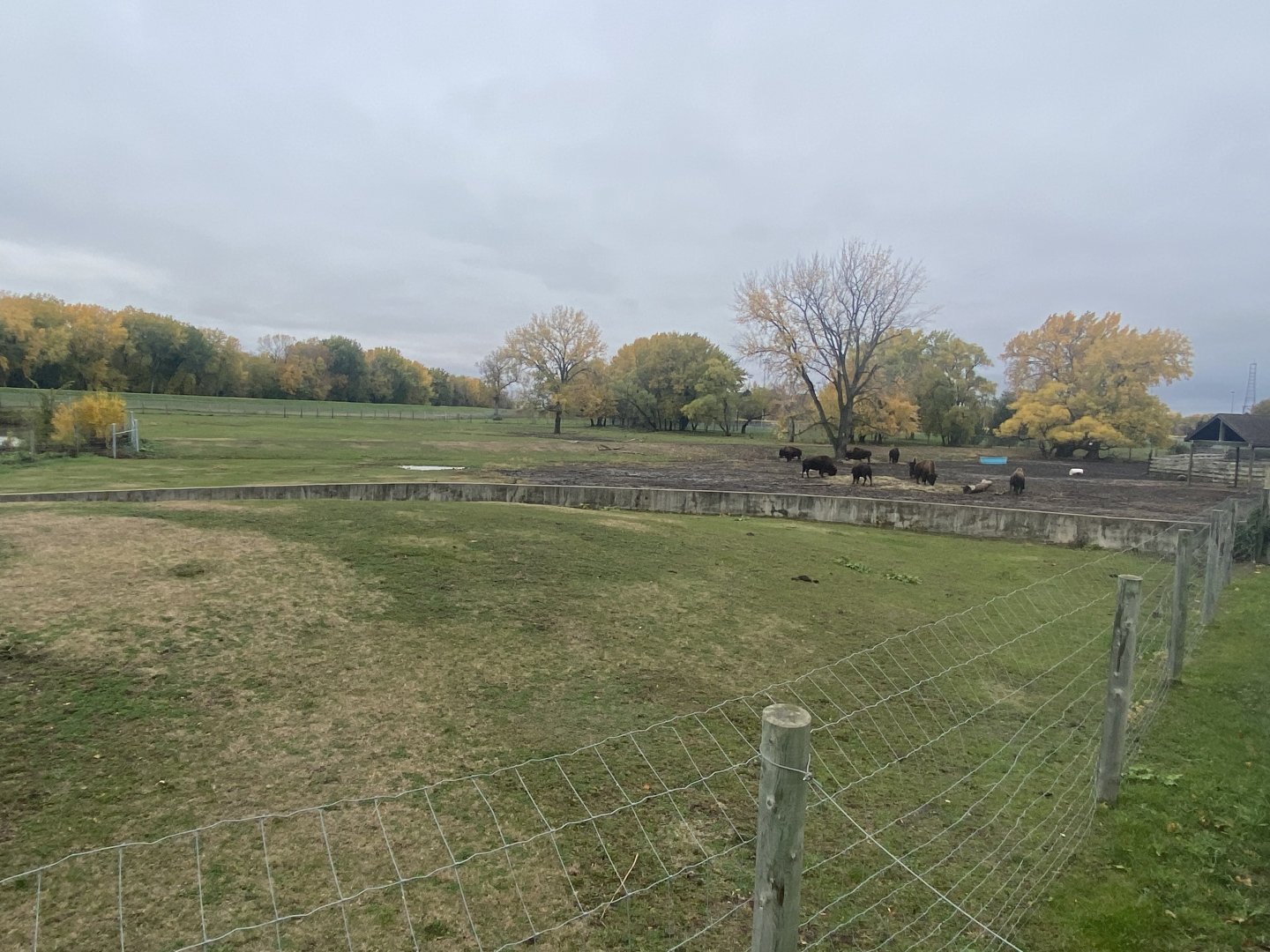 North America - American Bison/Mule Deer/Sandhill Crane Exhibit