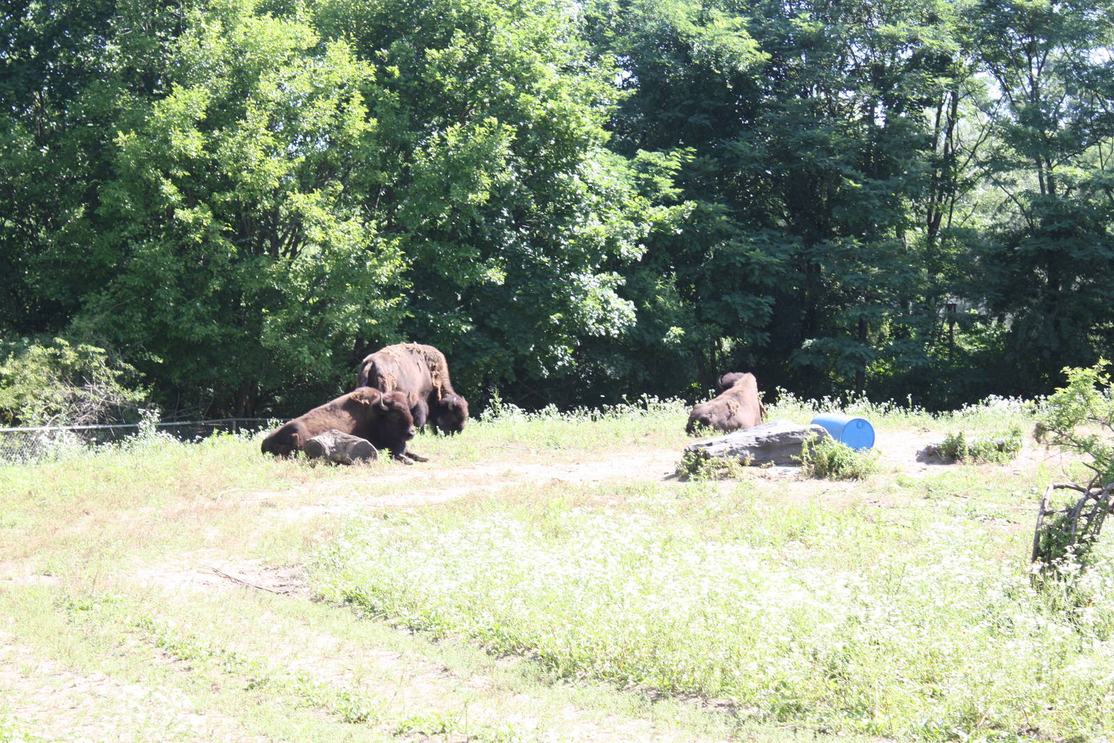 North America- American Bison