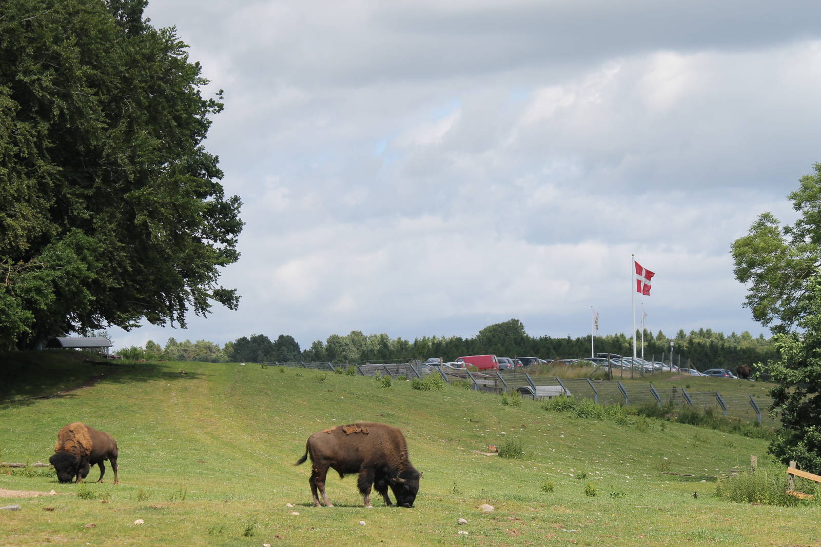 North-America - American bison