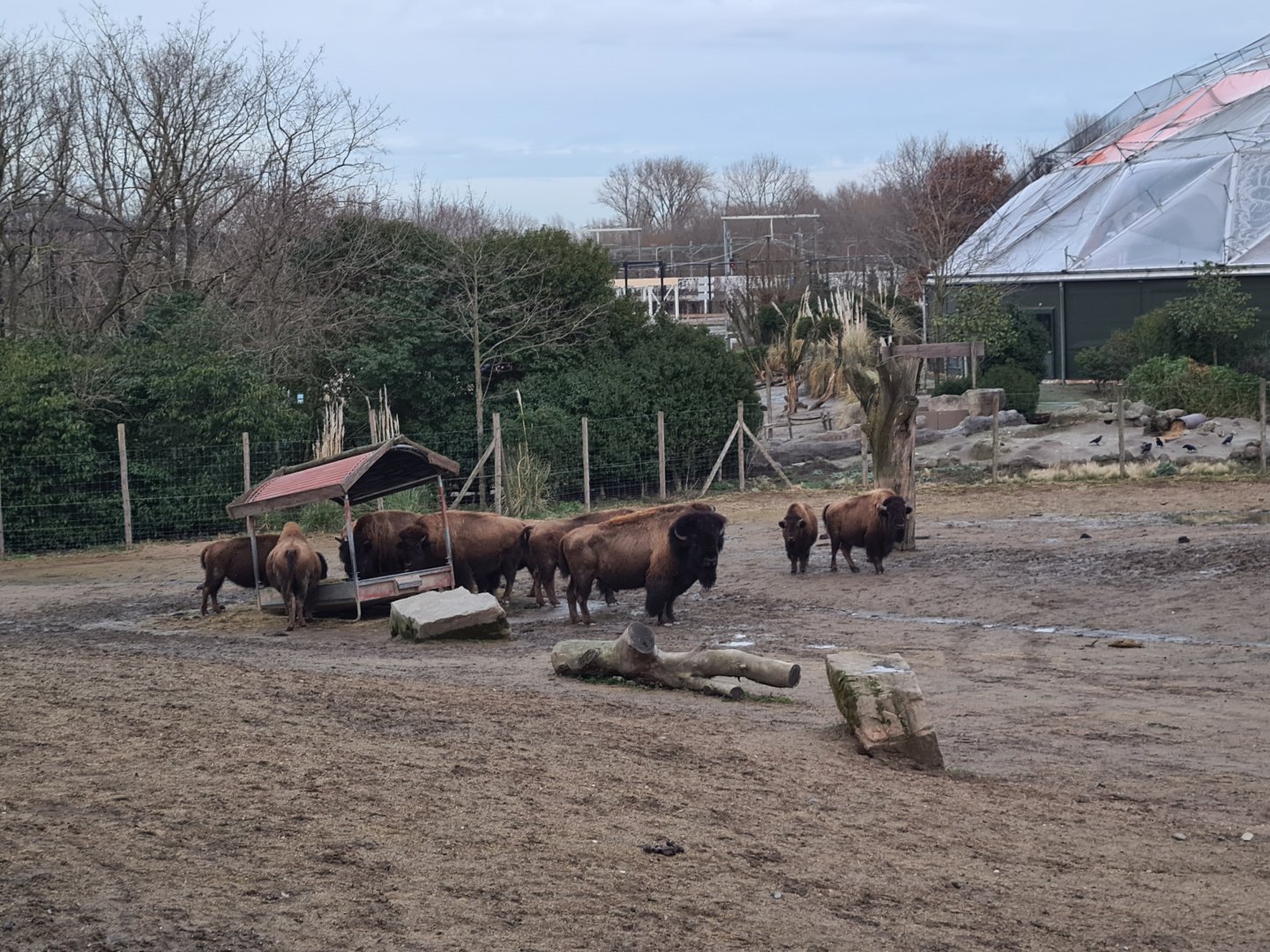 North America - American bisons