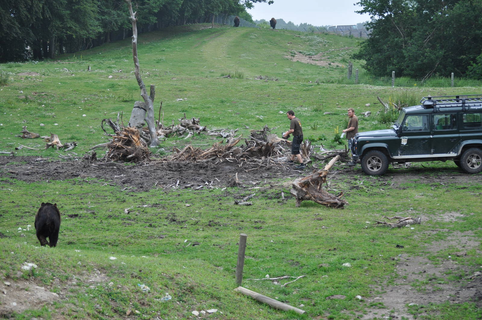 North America - American Black Bear and American Bison