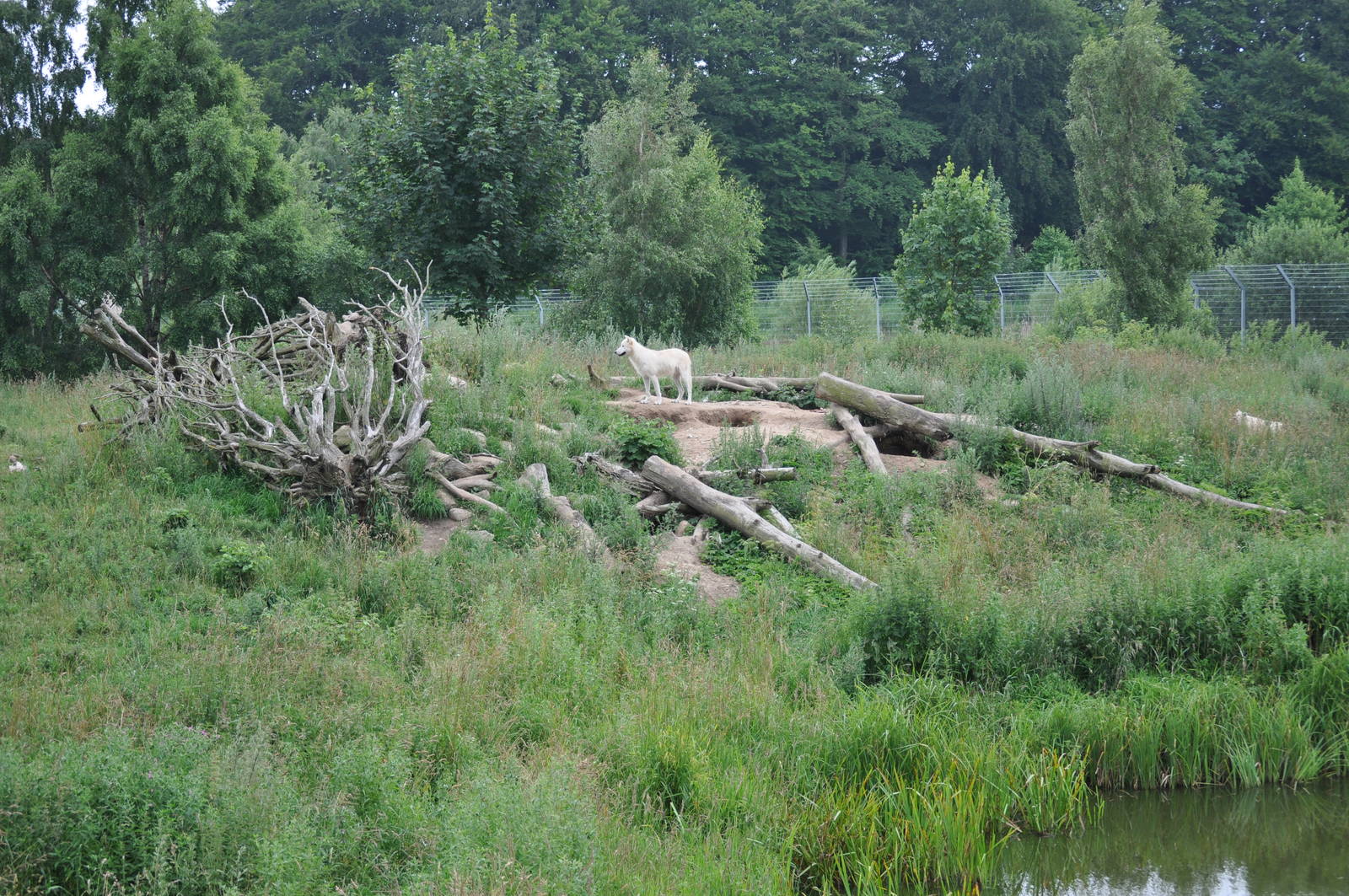 North America - American Black Bear and Arctic Wolf