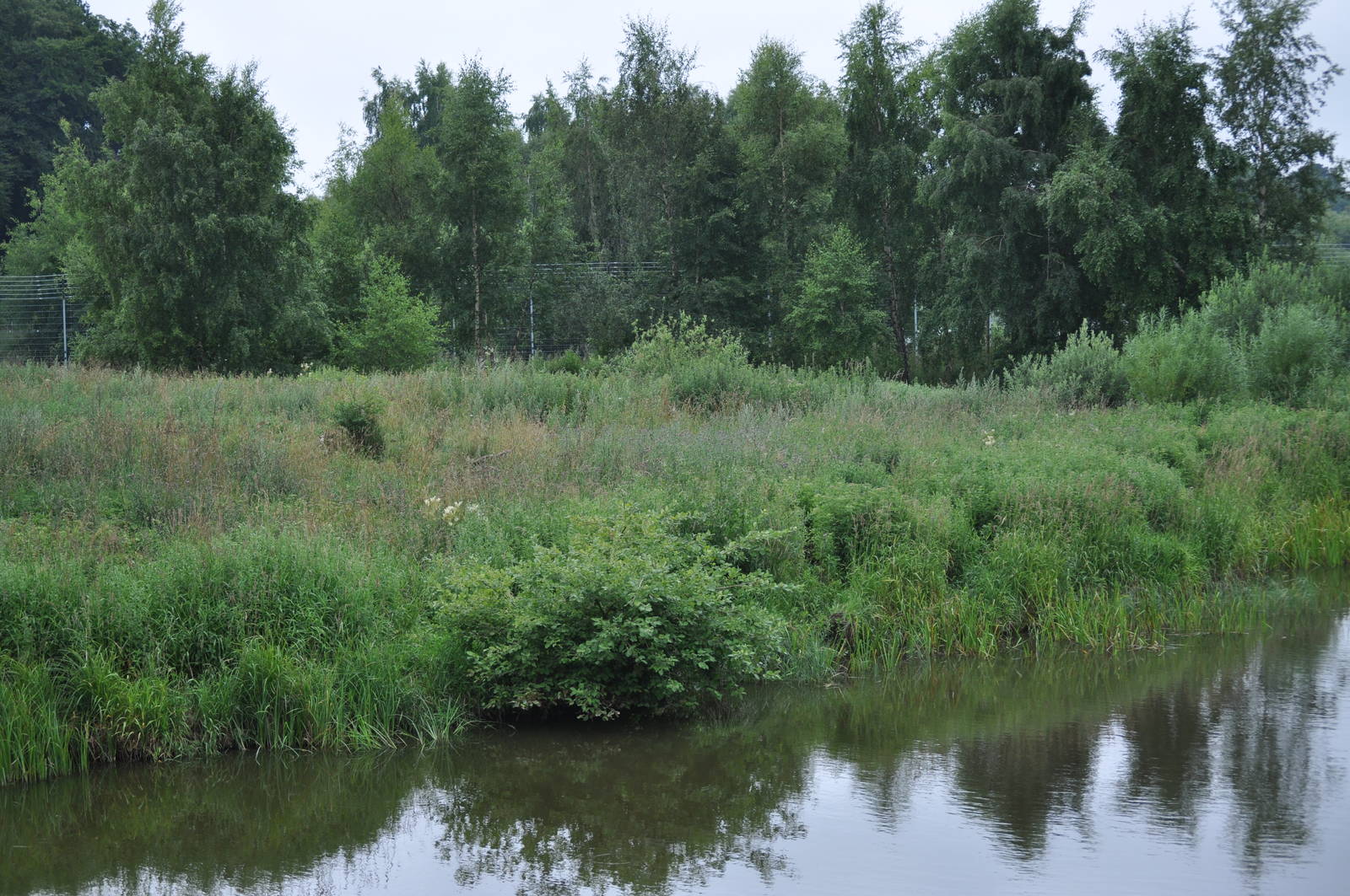 North America - American Black Bear and Arctic Wolf