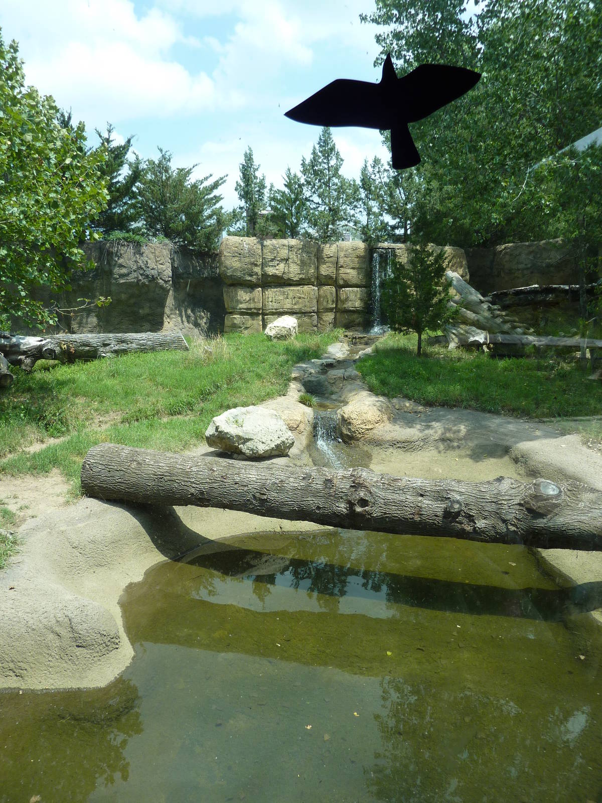 North America - American Black Bear Exhibit