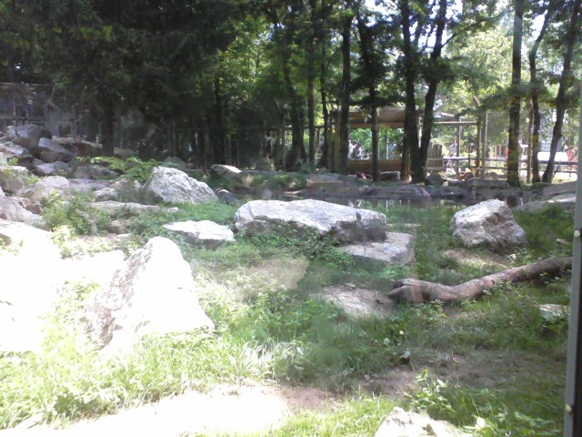 North America- American Black Bear exhibit