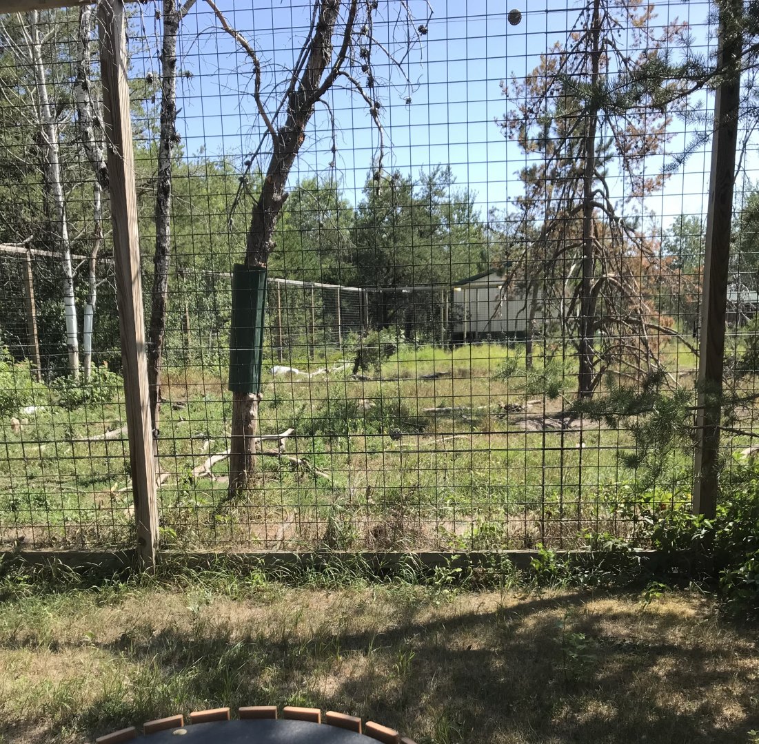“North America”-  American black bear exhibit