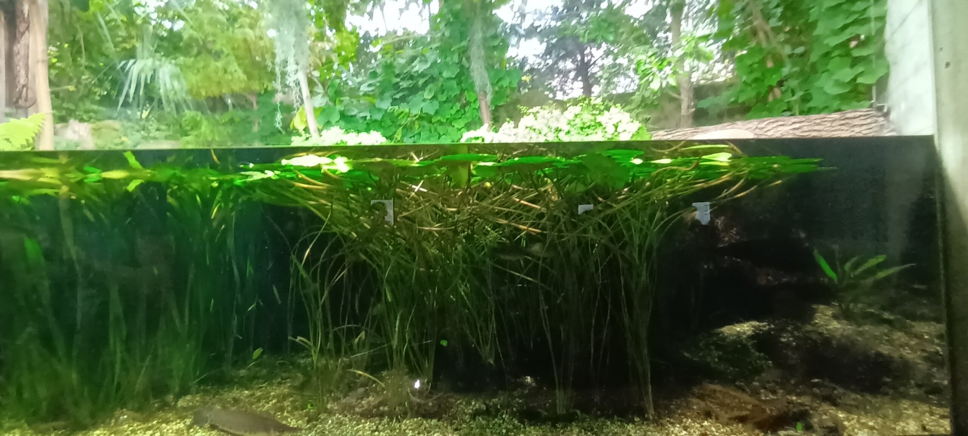 North America ancient Fishes Palaudarium