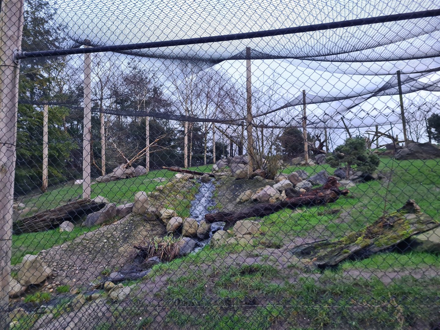 North America - Arctic fox enclosure