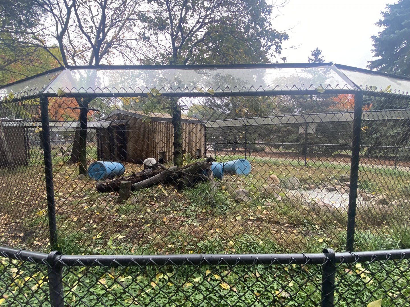 North America- Arctic Fox Exhibit