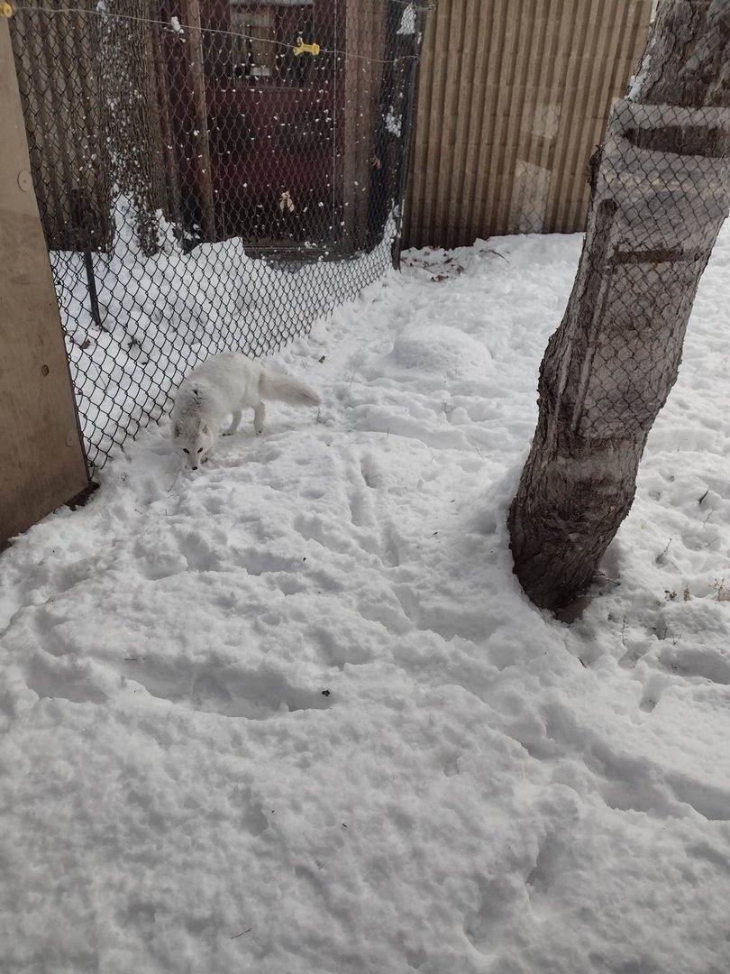 North America- Arctic Fox
