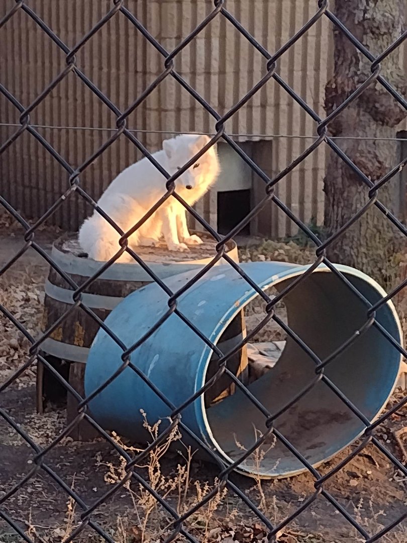 North America- Arctic Fox