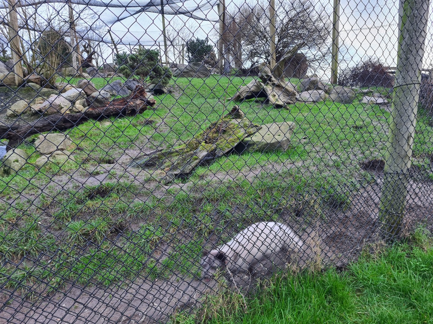 North America - Arctic fox