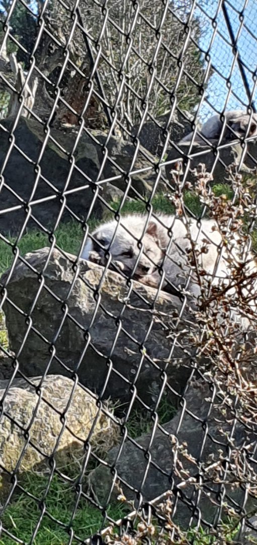 North America - Arctic fox