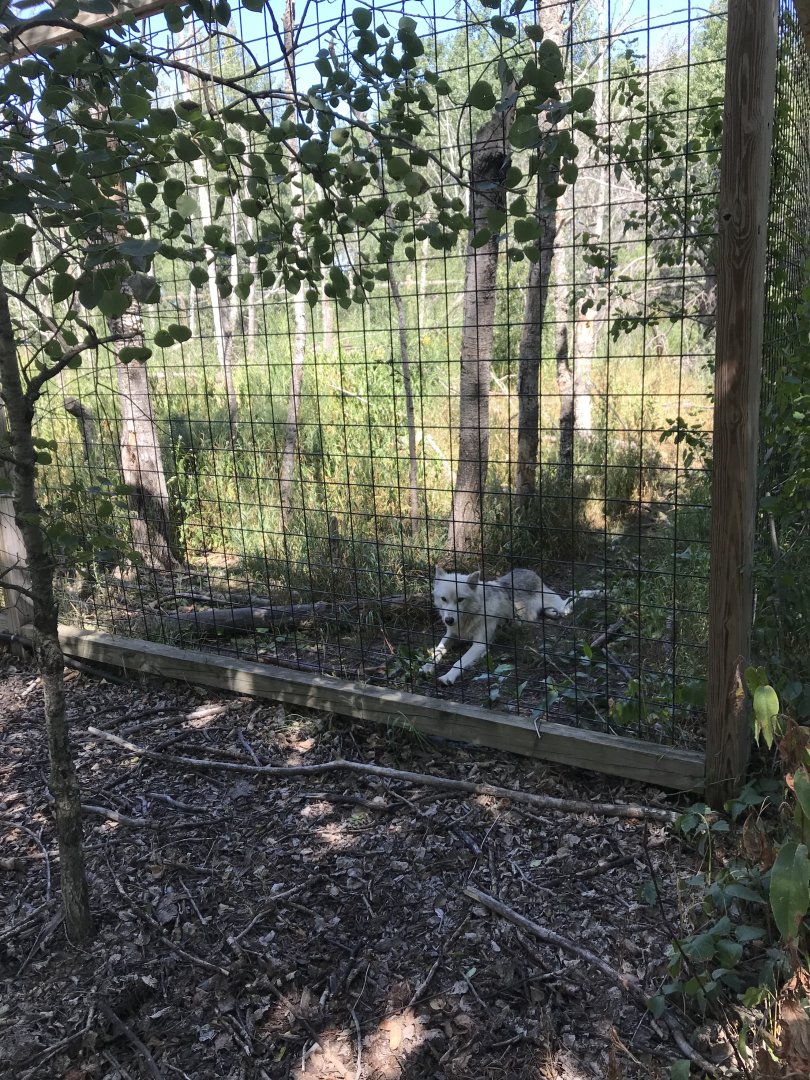 “North America”- Arctic wolf/gray wolf exhibit
