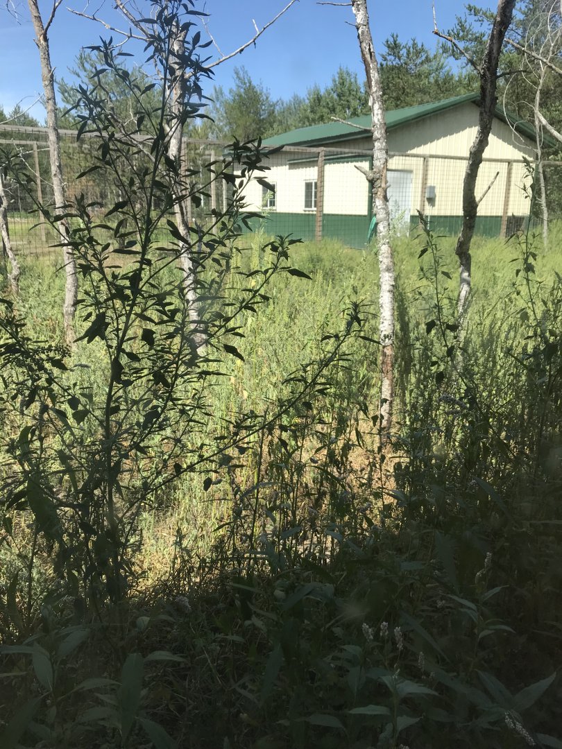 “North America”- Arctic wolf/gray wolf